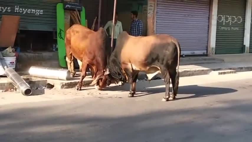 Tow Cows fight