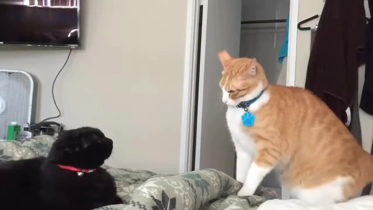 Fastest cat slaps in the world