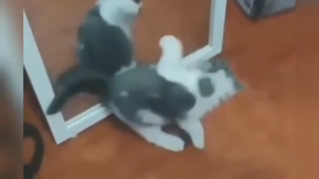 Cat funny moment