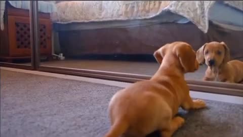 Funny Dogs Funny Animals Funny animals rection
