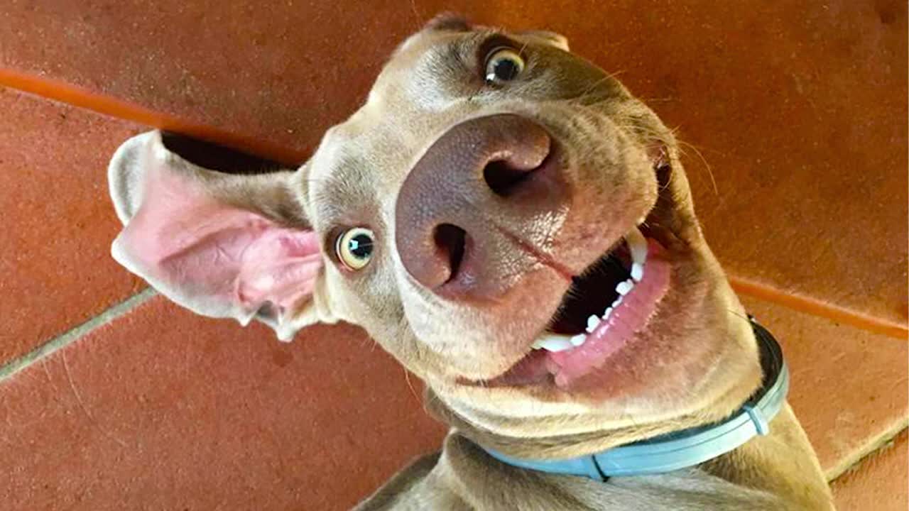 TRY NOT TO LAUGH while watching these funny dogs- best funny dog videos