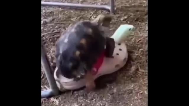 😆Watch more of Funniest Animals Ever!