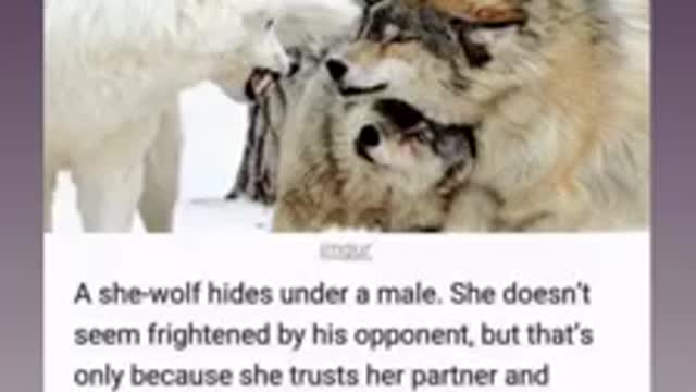 The Female does her part