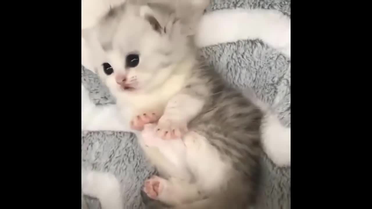 🤣 Funniest 🐶 Dogs and 😻 Cats - Awesome Funny Animals Life Videos