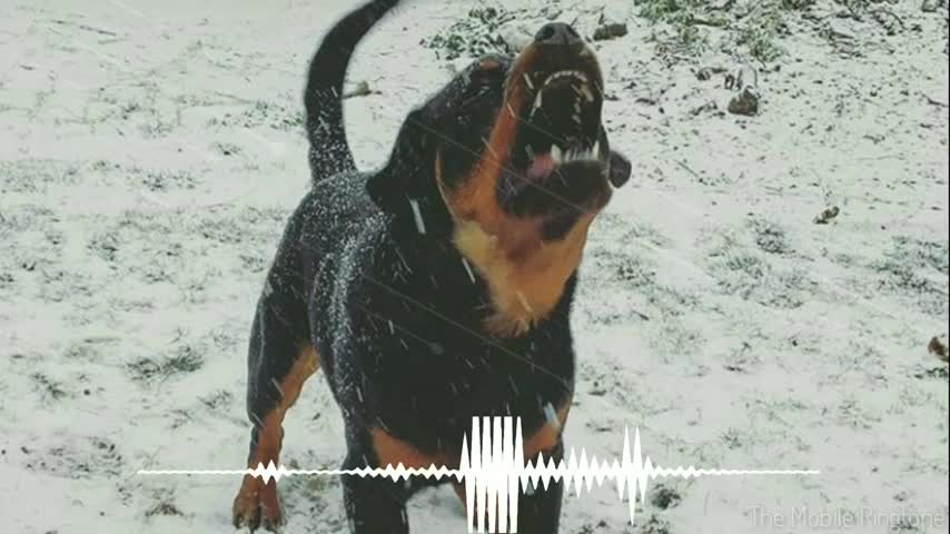 🎼Dog Barking Sound | Dog Sound Effect _ by the mobile ringtone