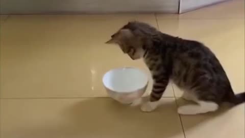 ❤️ Funny CUTE Kitten PLAYS with a Bowl ❤️