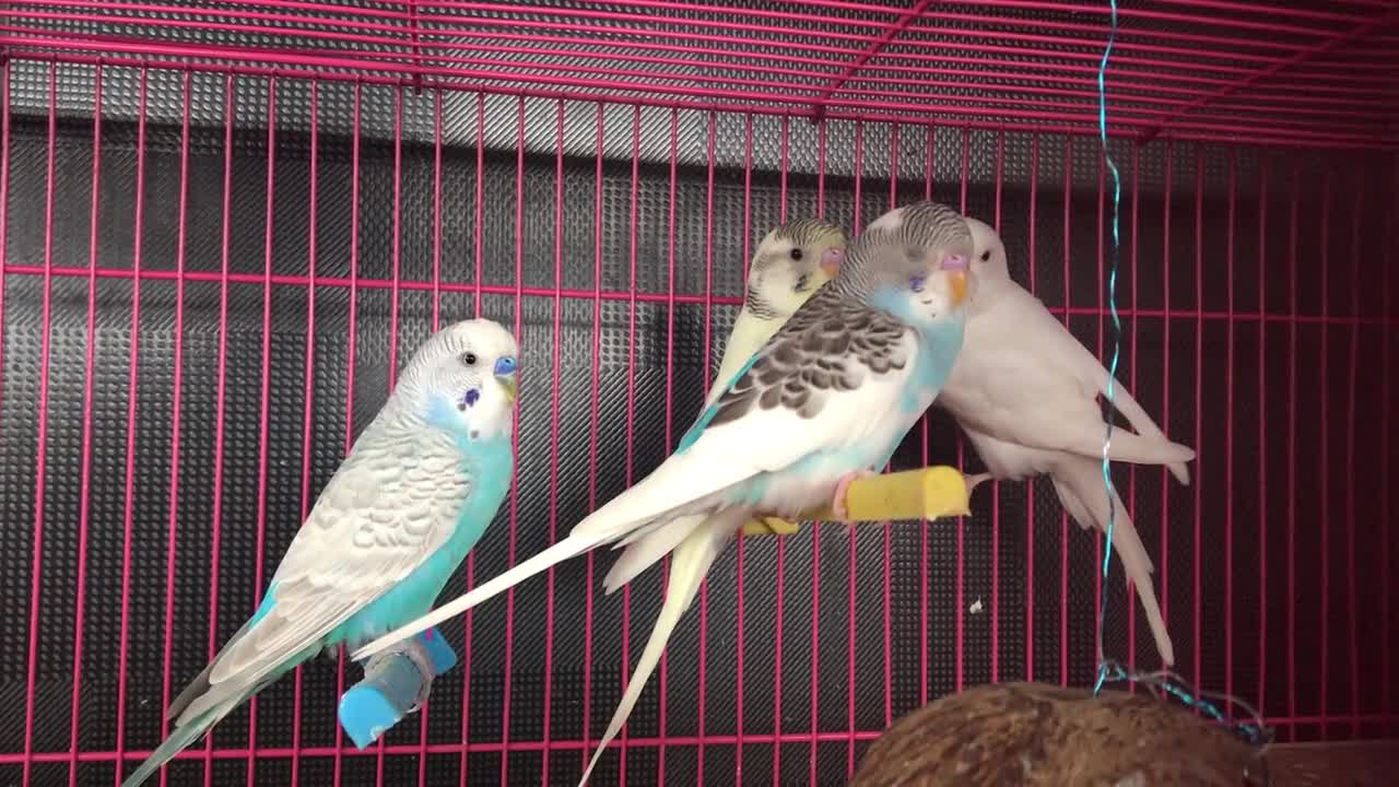 Parrot group