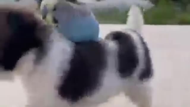 Beautiful parrot riding on dog !wonderful