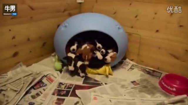 Can't stop laughing can you count how many puppys are in that "house"
