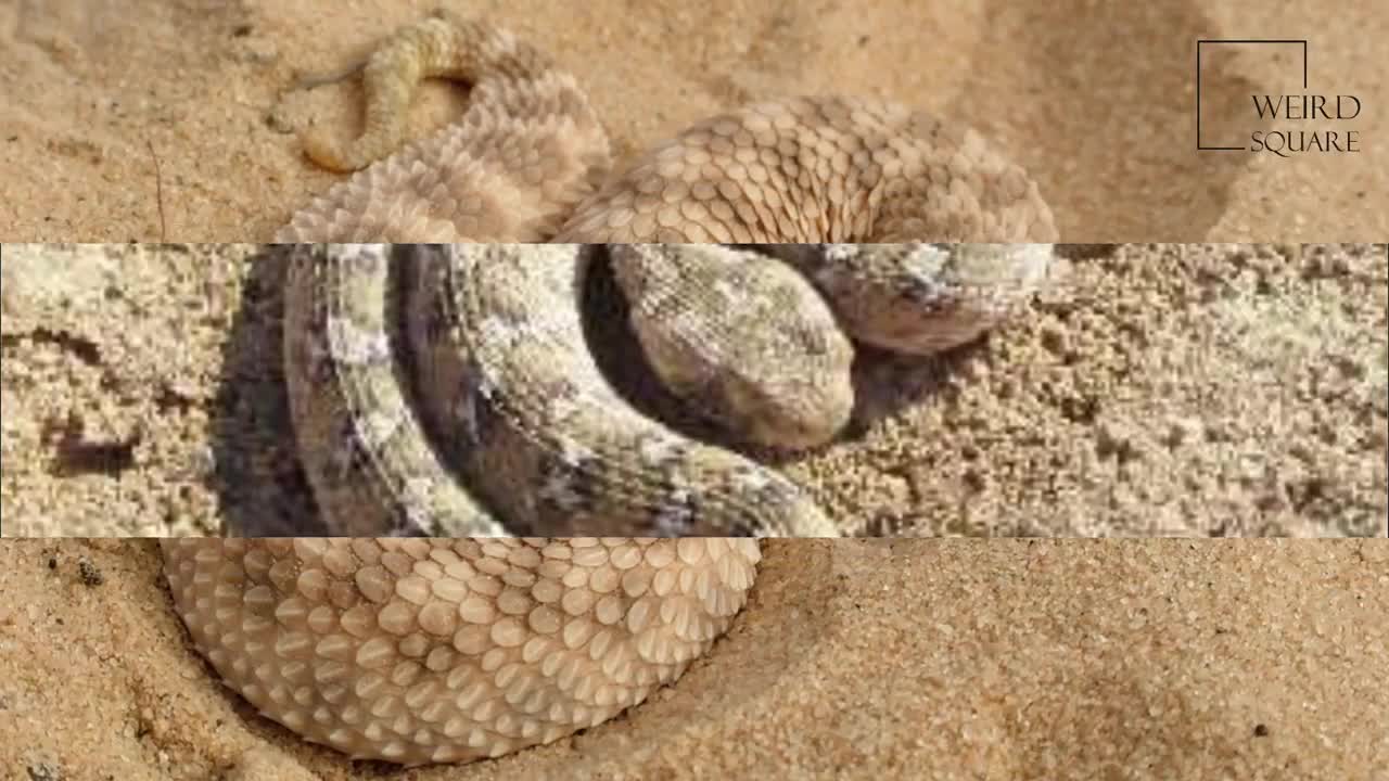 Interesting facts about Egyptian viper by weird sqaure