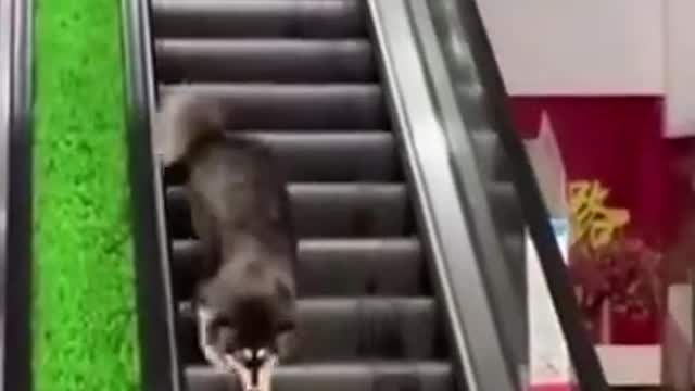 Funniest Cat And Dogs 😂 Funny Animal Videos 2022