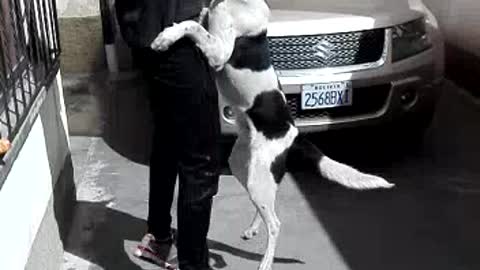 Black dog jumping around with guy who is pulling toy