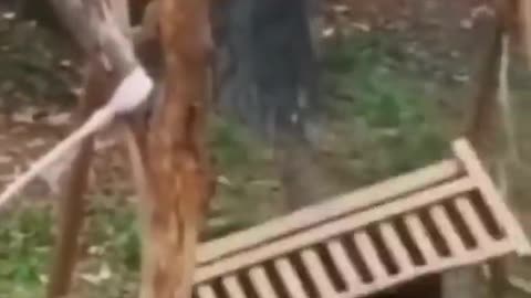 Funy animal video