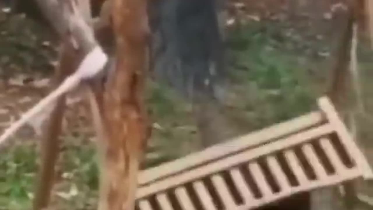 Funy animal video