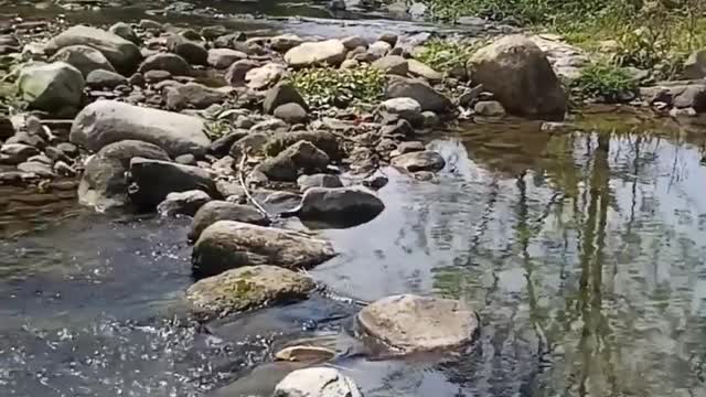 Dogs are playing in beautiful waters2