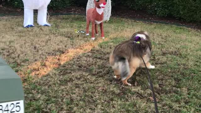 Crazy sheltie thinks lawn ornaments are toys