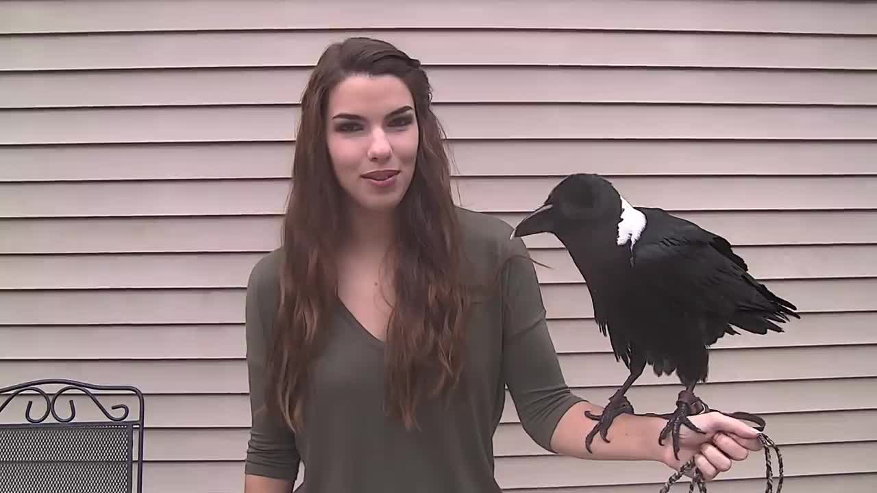 Ravens can talk.bird