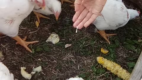 Zukes 'n' Corn!