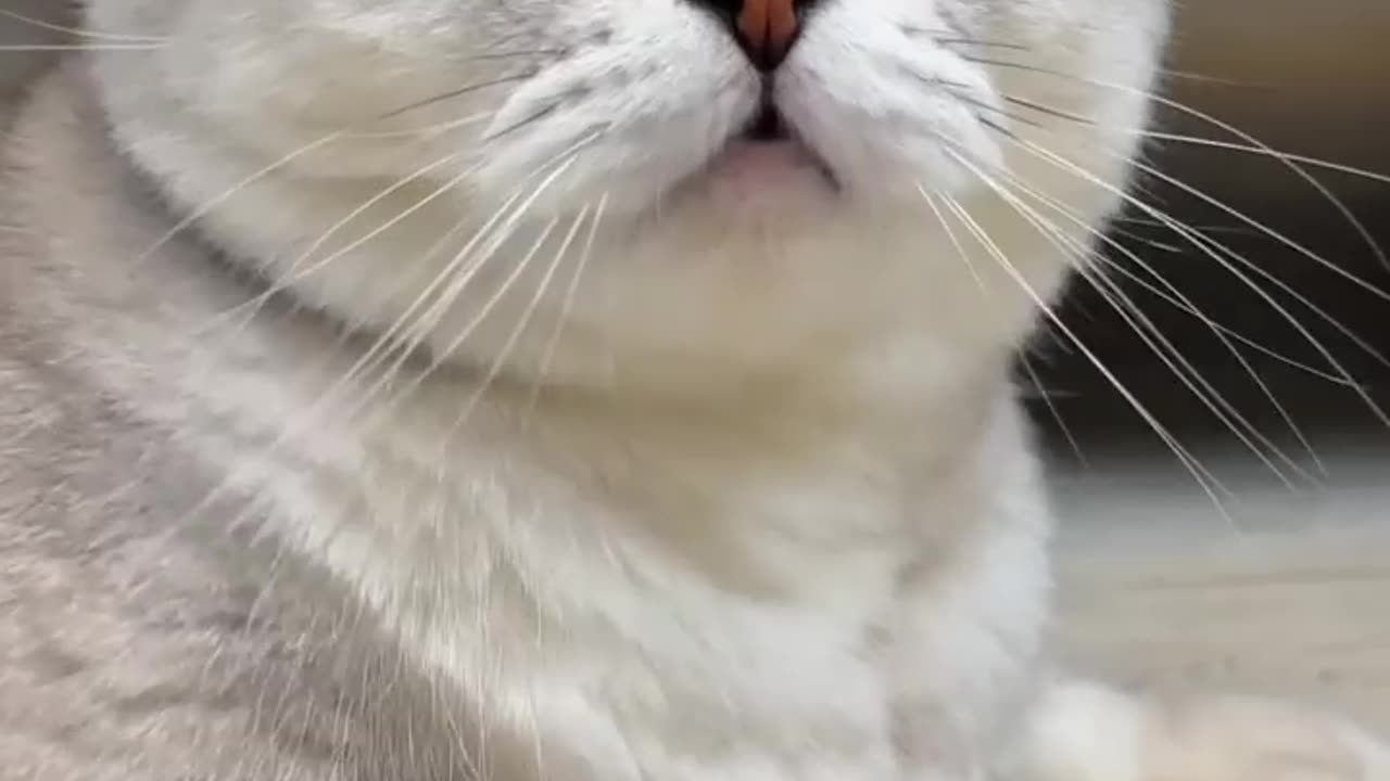 funny cat try not to laugh