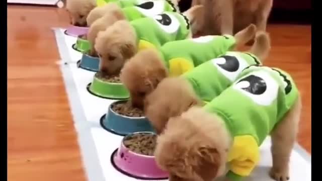 Beautiful Puppies Eating Food