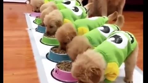 Beautiful Puppies Eating Food