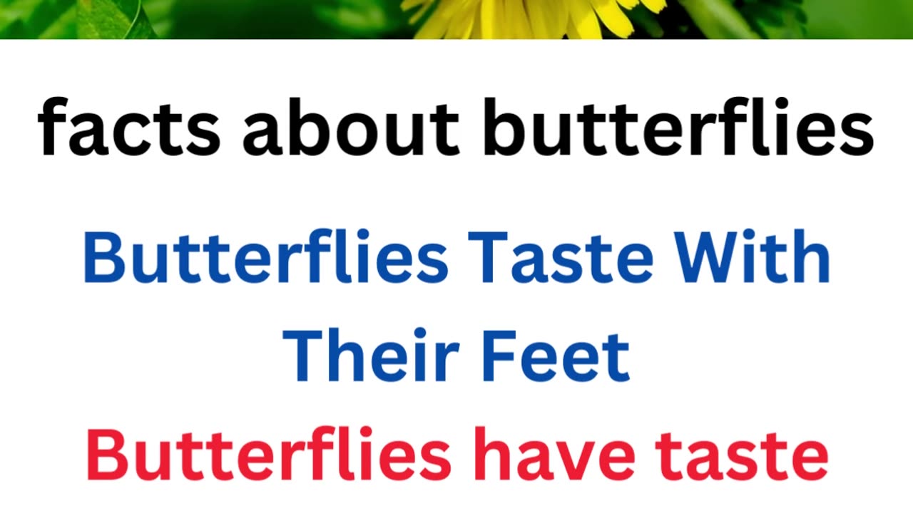 facts about butterflies...8/25