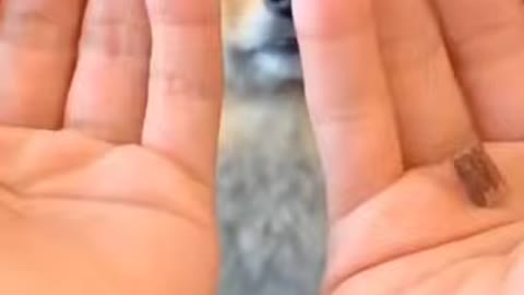 cute dog chose the wrong hand and got it wrong