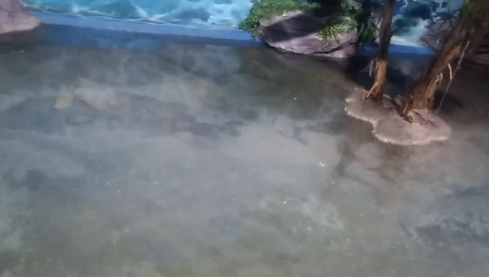 Big turtles like to swim around