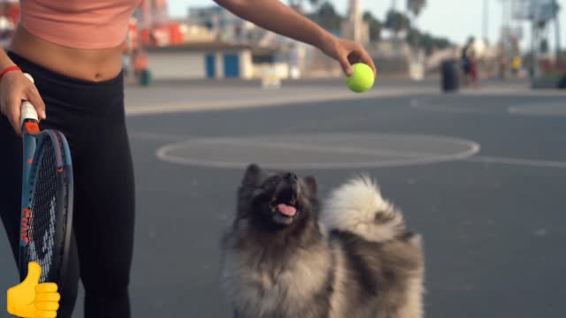 Woman Playing with Her Dog 🎾🎾🎾