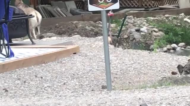 Bighorn Sheep herd in Radium Hot Springs