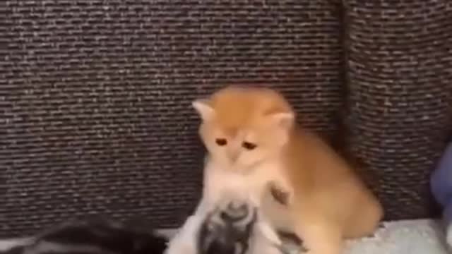 Cutest two cat's