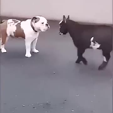 True friendship, dog and his friend playing
