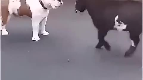 True friendship, dog and his friend playing