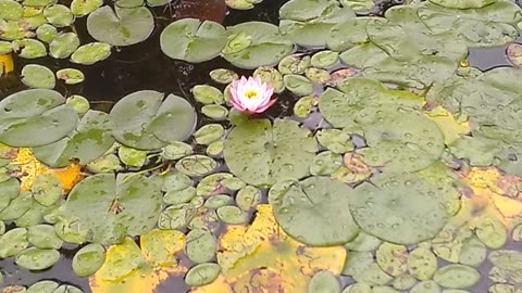 Water Lily