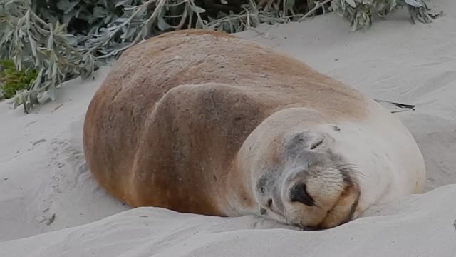Best animal pets ocean animal