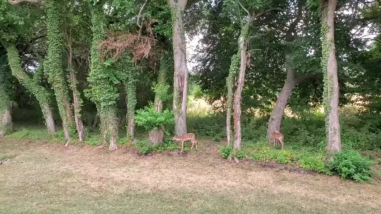 Oh Deer!