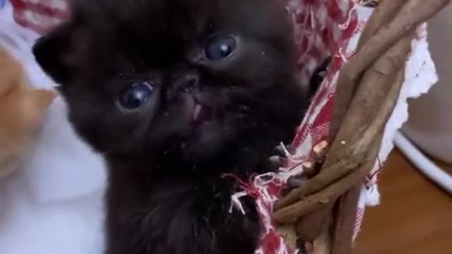 Black mini cat