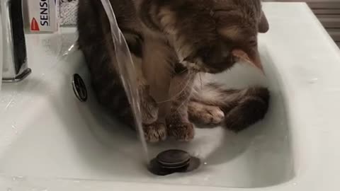 Kitten Playing With Water fAUCET