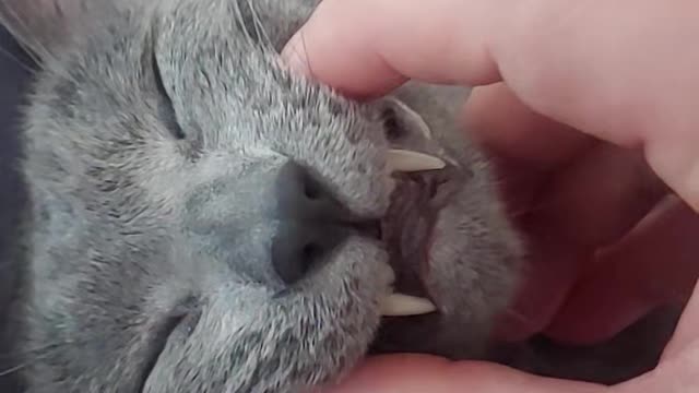 Touching Russian Blue Cat