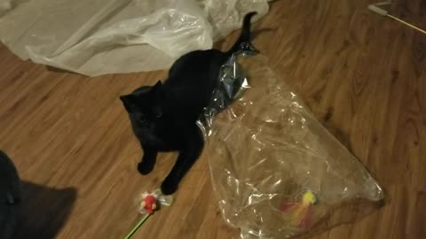20240725 202139 Tux's Crinkley Bag Ate the Flying Bug Toy
