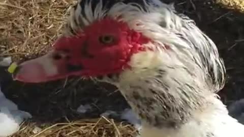 Amanda Grace Talks..2 Moscovys & a Chick Episode 4! Jake vs the corn!