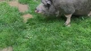 ARK OF GRACE: THE AWAITED FIRST MEETING OF NOBLE AND DUTCHESS THE PIGS!!!!!