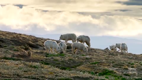 Amazing Mother Save Her Baby From Snow Leopard Hunting _ Wolf vs Bison