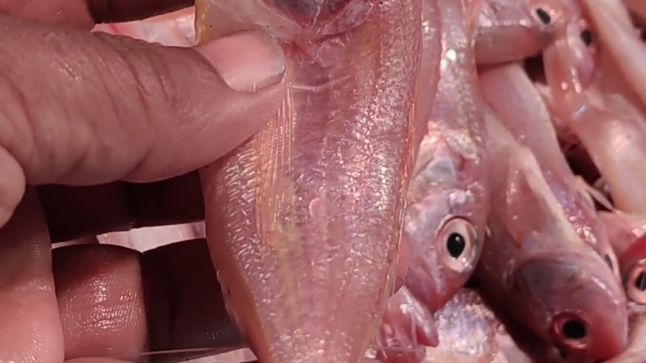 Ocean Red Poa Fish Live Video Big Fish Market Dhaka#shorts