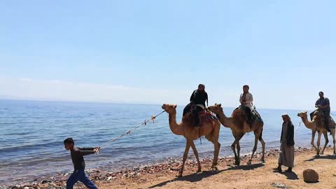 Camel Ride Journey In 3 Pools Dahab Trip