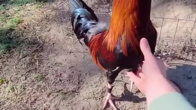 I like this rooster because it is different