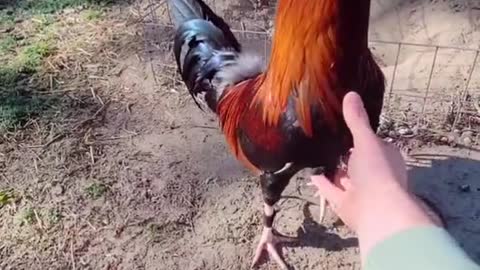 I like this rooster because it is different