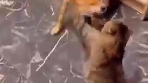 Cute Animal fight Dog and Cat