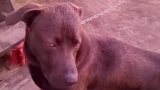 A video of diesel
