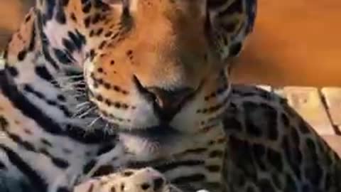 very beautiful jaguar